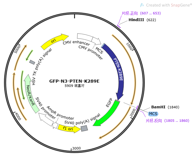 GFP-N3-PTEN-K289E